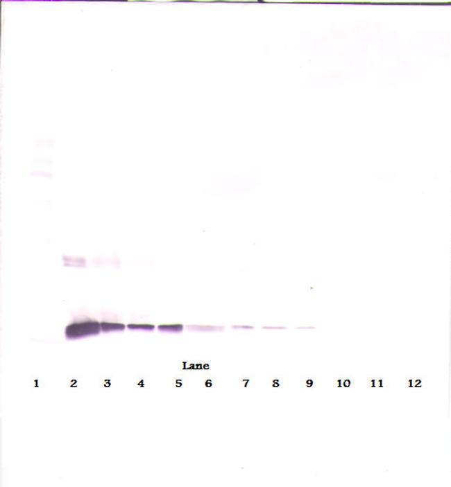 IL-10 Antibody in Western Blot (WB)