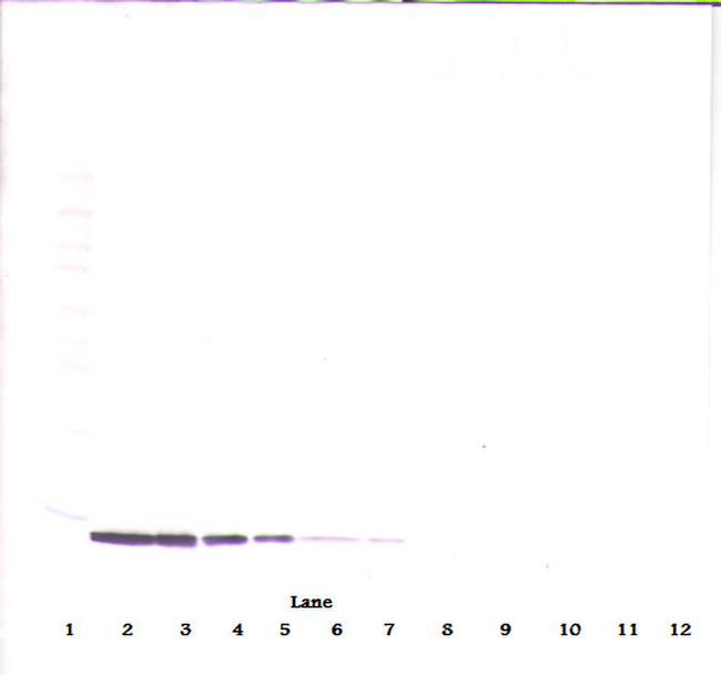 MIP-3 beta Antibody in Western Blot (WB)