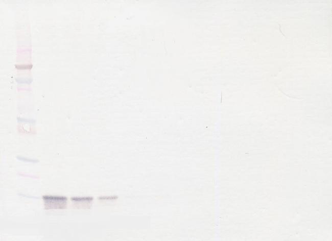 CXCL9 Antibody in Western Blot (WB)