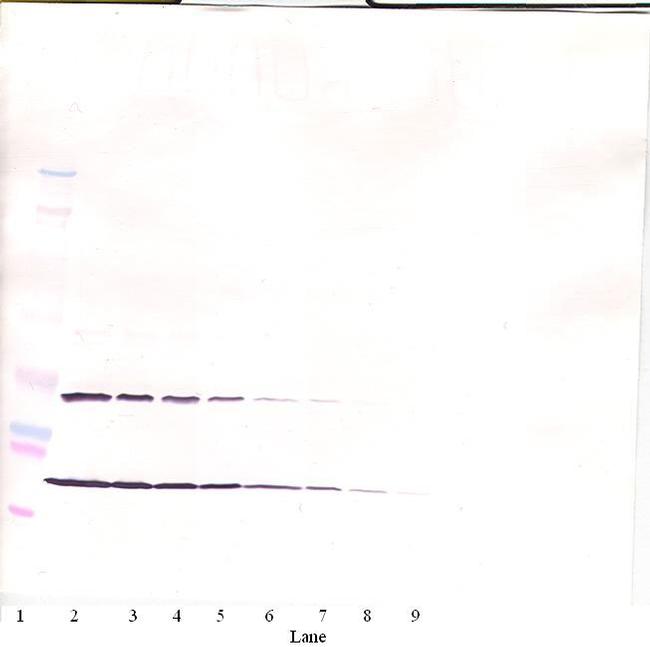 SCF Antibody in Western Blot (WB)