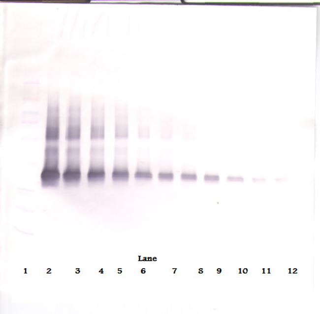 VEGF-165 Antibody in Western Blot (WB)