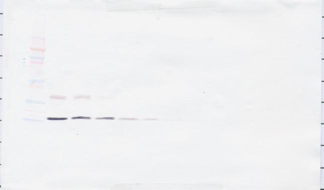 IL-16 Antibody in Western Blot (WB)