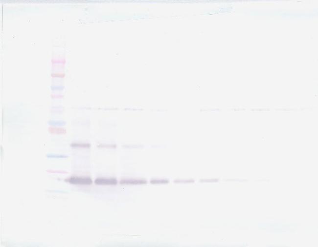 VEGF-165 Antibody in Western Blot (WB)