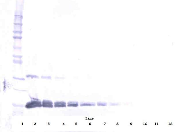 VEGF-165 Antibody in Western Blot (WB)