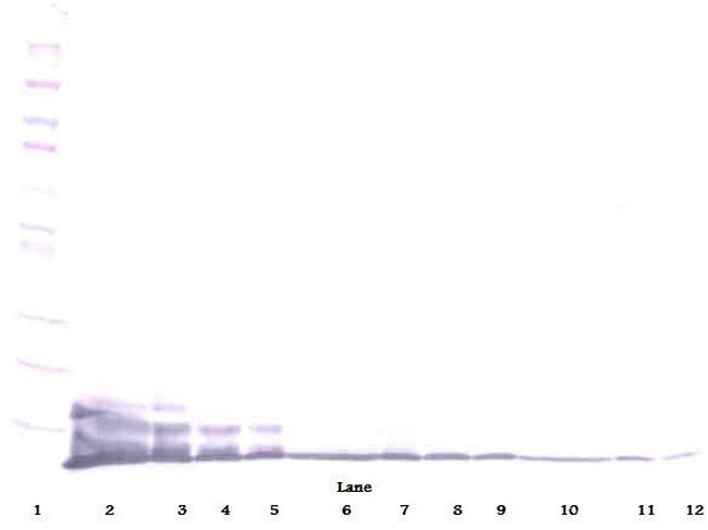 CXCL6 Antibody in Western Blot (WB)