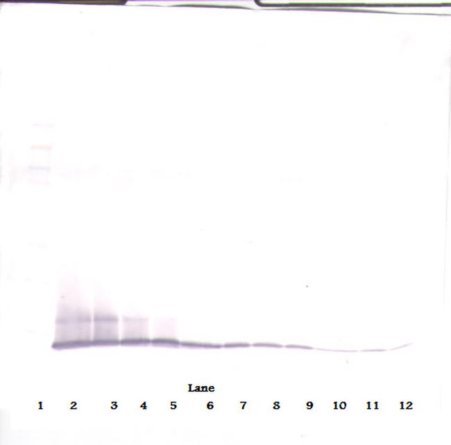 CXCL10 Antibody in Western Blot (WB)