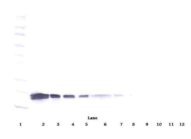 VEGF-165 Antibody in Western Blot (WB)