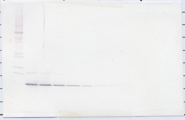 IL-13 Antibody in Western Blot (WB)