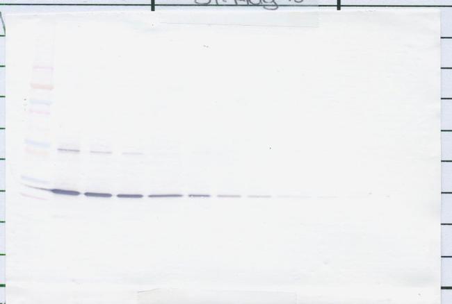 CNTF Antibody in Western Blot (WB)