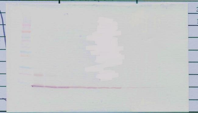 CXCL13 Antibody in Western Blot (WB)