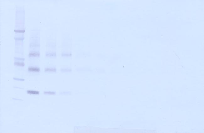 TNFRSF11B Antibody in Western Blot (WB)