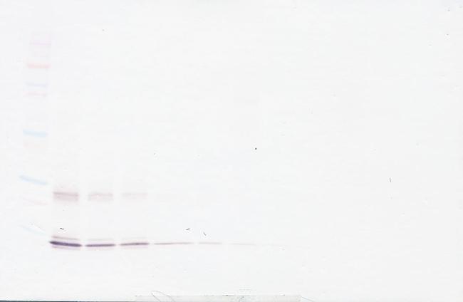 IL-15 Antibody in Western Blot (WB)