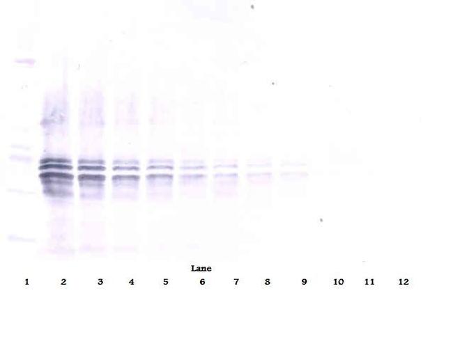 IL-12 p70 Antibody in Western Blot (WB)