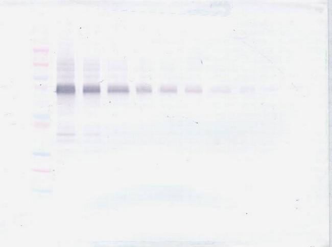 IL-12 p70 Antibody in Western Blot (WB)