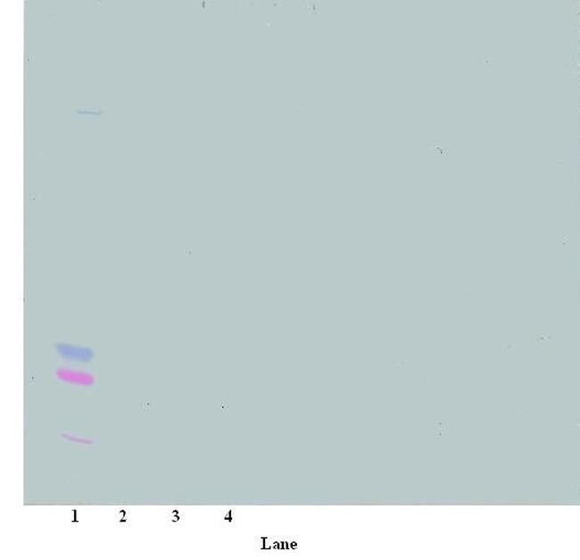 TGF alpha Antibody in Western Blot (WB)