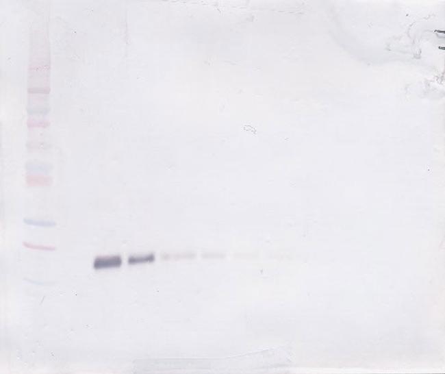 TNFR2 (soluble) Antibody in Western Blot (WB)