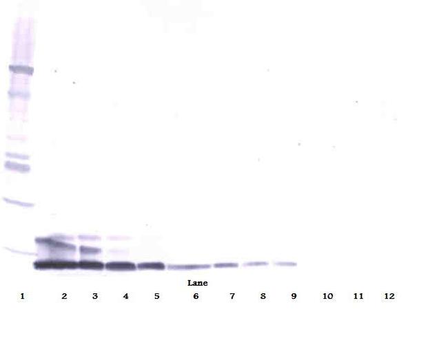 Resistin Antibody in Western Blot (WB)