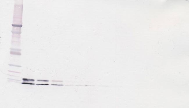 Resistin Antibody in Western Blot (WB)