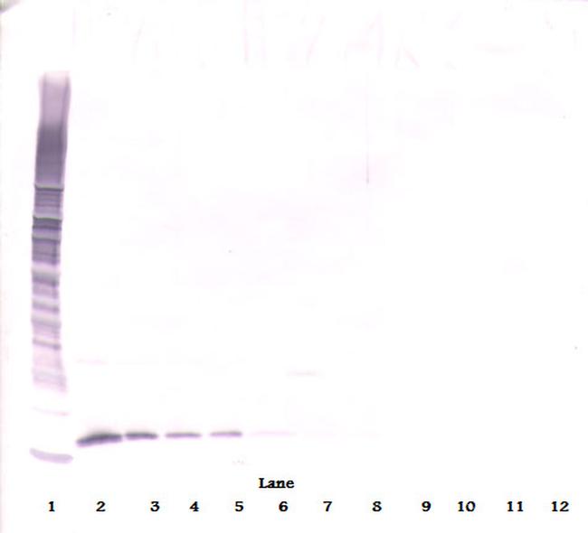 APRIL Antibody in Western Blot (WB)