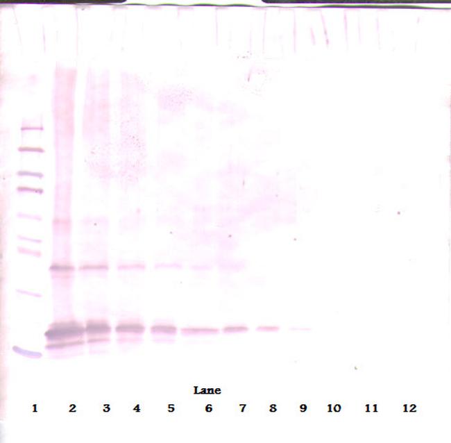 Adipolean (gAcrp30) Antibody in Western Blot (WB)