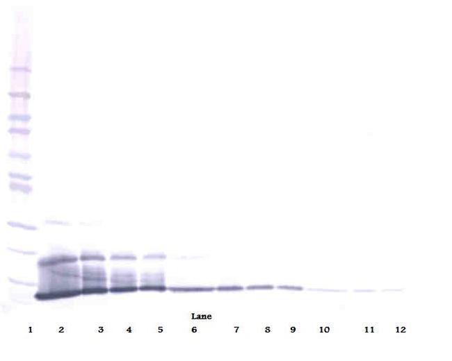 CXCL16 Antibody in Western Blot (WB)