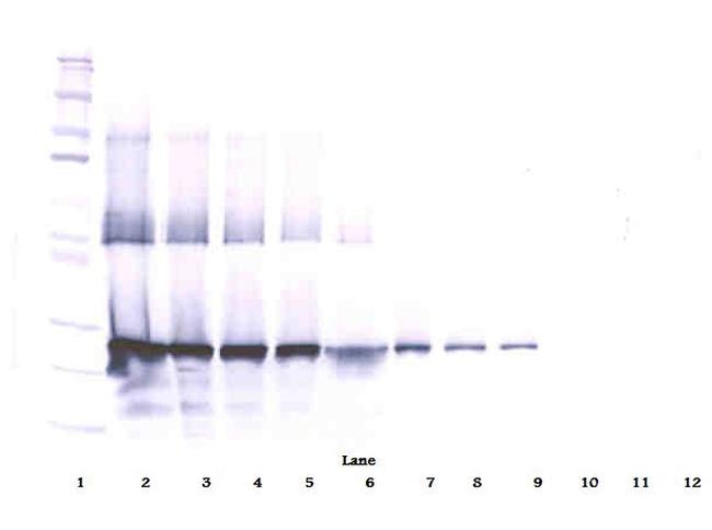 WISP2 Antibody in Western Blot (WB)