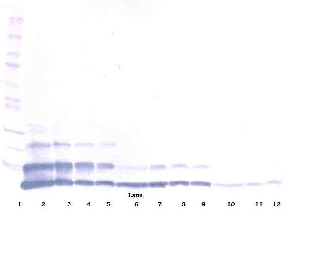 RELM beta Antibody in Western Blot (WB)