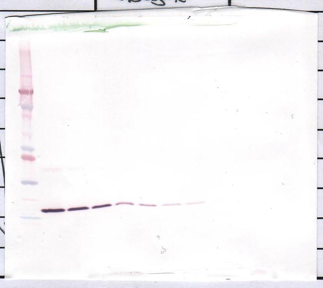 IL-1 beta Antibody in Western Blot (WB)