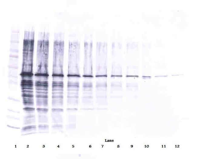 NAMPT Antibody in Western Blot (WB)