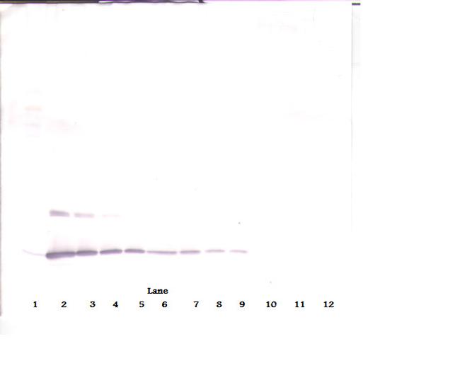 IL-2 Antibody in Western Blot (WB)