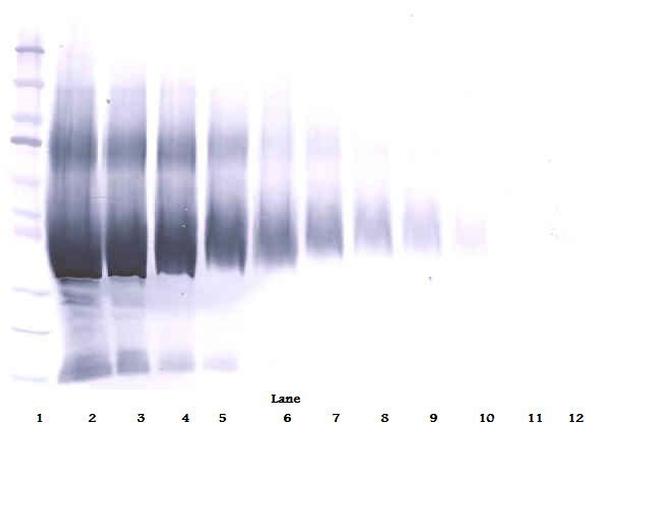 IGFBP5 Antibody in Western Blot (WB)