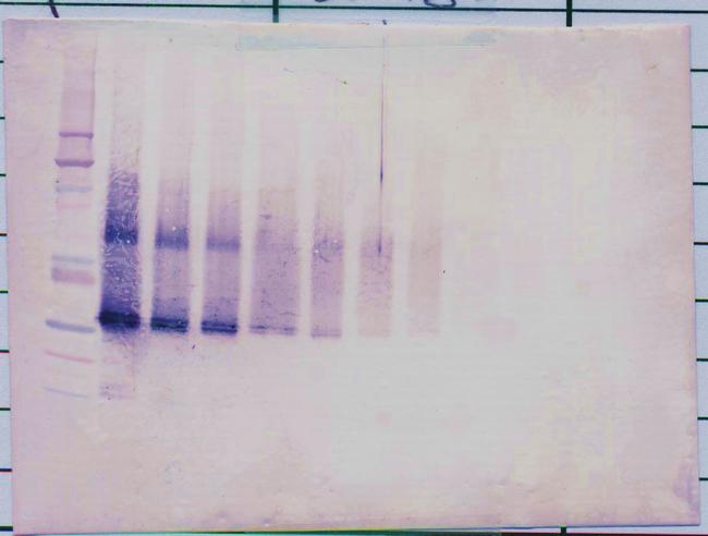 IGFBP5 Antibody in Western Blot (WB)