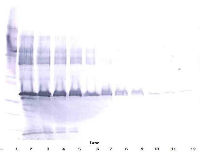 ApoE3 Antibody in Western Blot (WB)