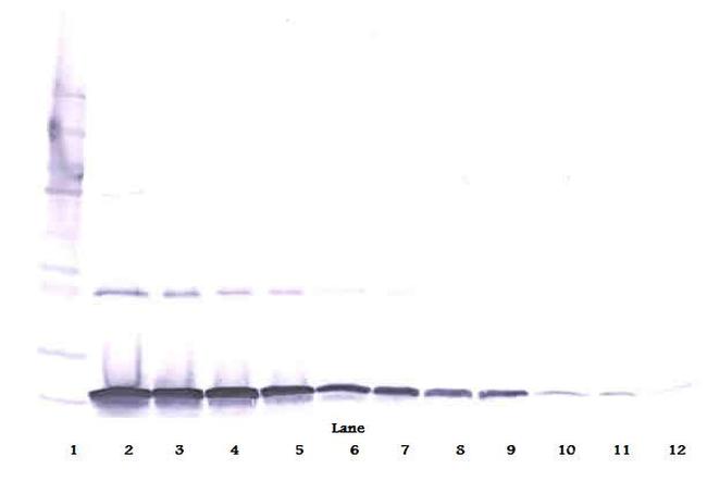 TL1A Antibody in Western Blot (WB)