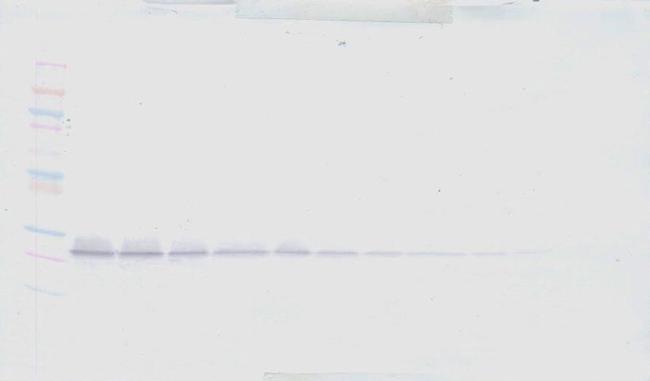 Artemin Antibody in Western Blot (WB)