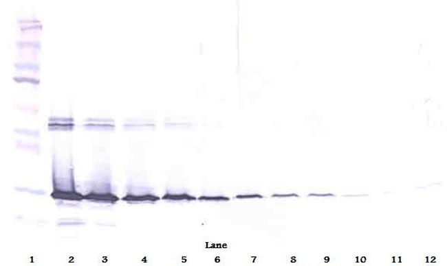 Galectin 3 Antibody in Western Blot (WB)