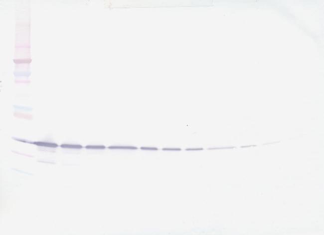 Galectin 3 Antibody in Western Blot (WB)