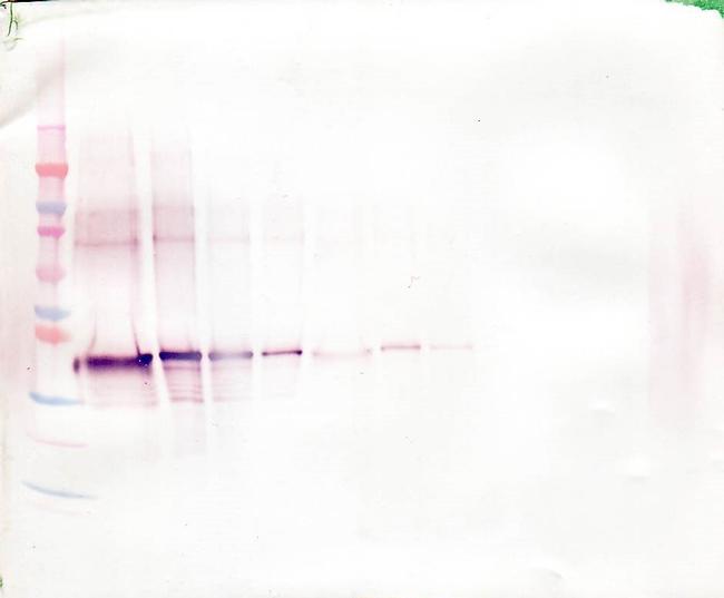 WNT1 Antibody in Western Blot (WB)