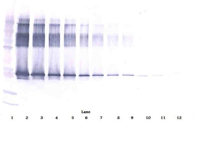 Serpina12 Antibody in Western Blot (WB)