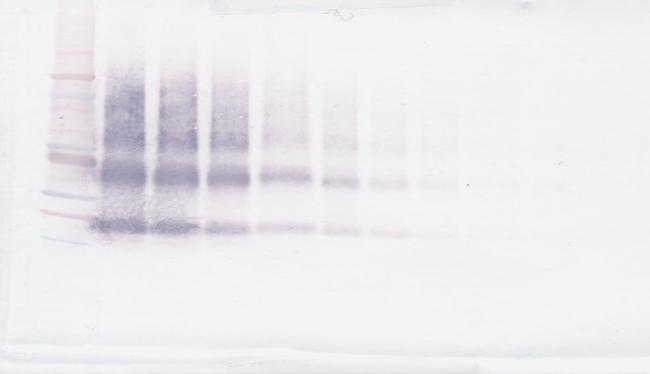 VEGFB Antibody in Western Blot (WB)