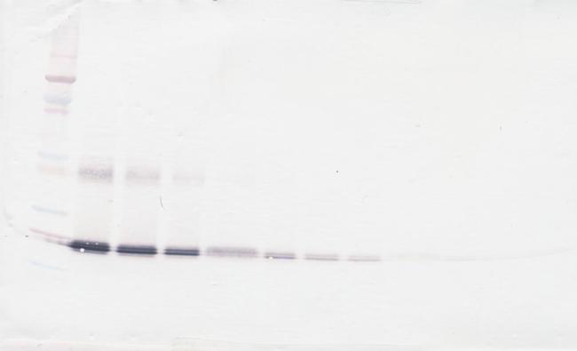 IL-6 Antibody in Western Blot (WB)