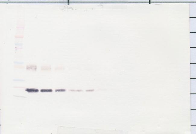 IL-6 Antibody in Western Blot (WB)