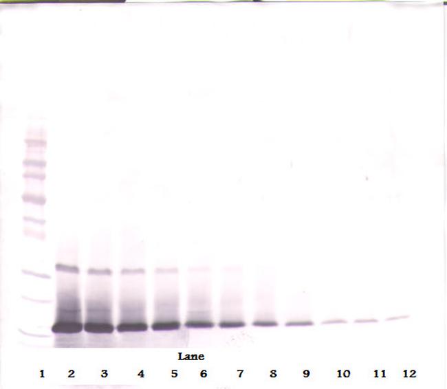 IL-21 Antibody in Western Blot (WB)