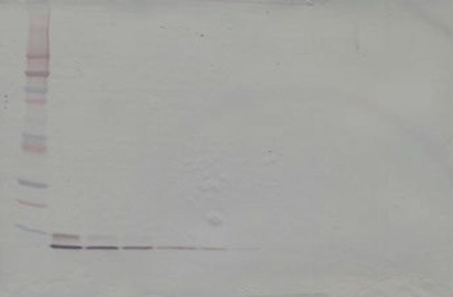 HRG beta-1 Antibody in Western Blot (WB)