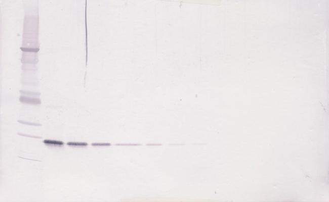 LIGHT Antibody in Western Blot (WB)