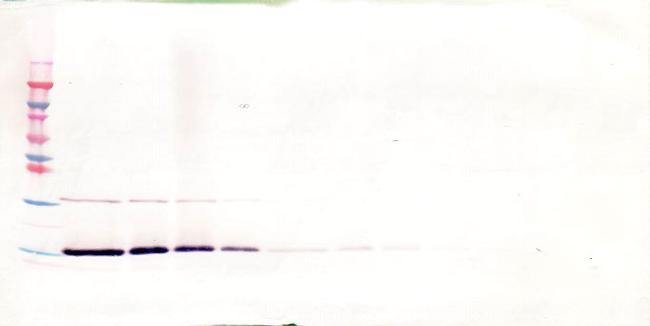 IL-7 Antibody in Western Blot (WB)