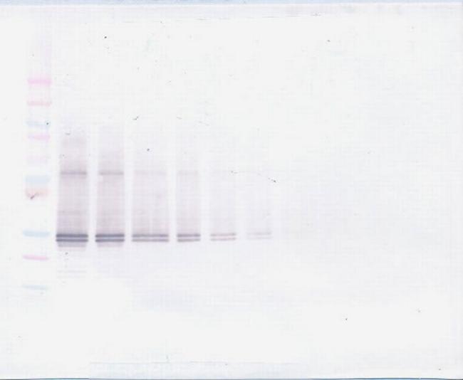 FGF23 Antibody in Western Blot (WB)