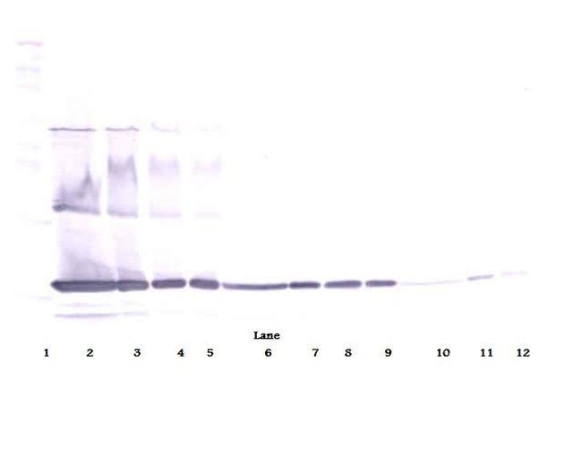 TNF alpha Antibody in Western Blot (WB)