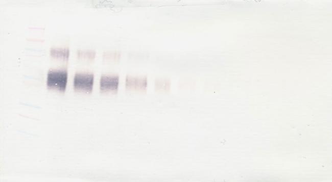 IL4R (soluble) Antibody in Western Blot (WB)