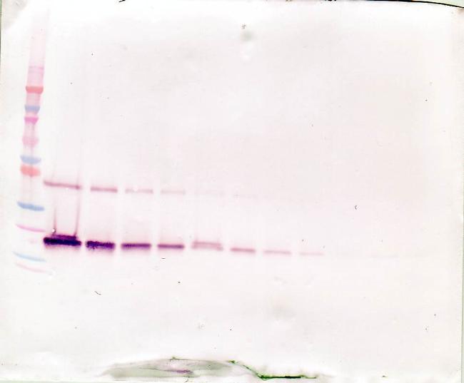 LIF Antibody in Western Blot (WB)